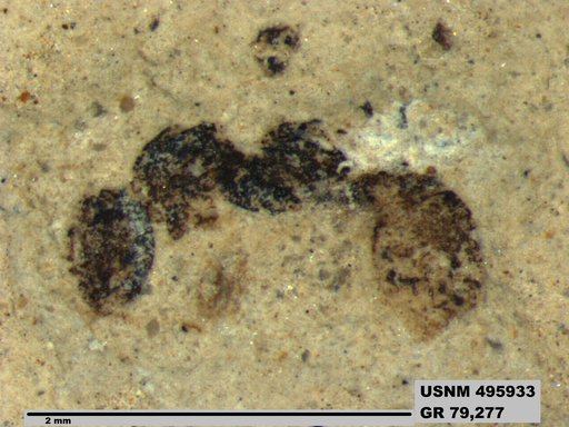 Solenopsites minutus
