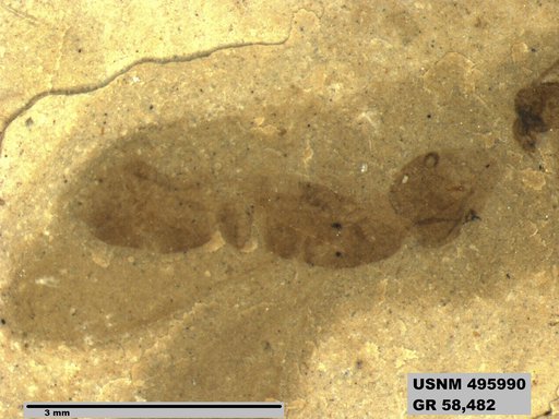 Ponerites hypoponeroides