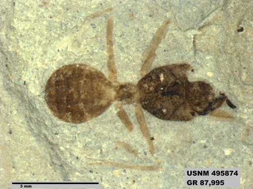 Eoformica pinguis