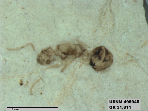 Dolichoderus kohlsi