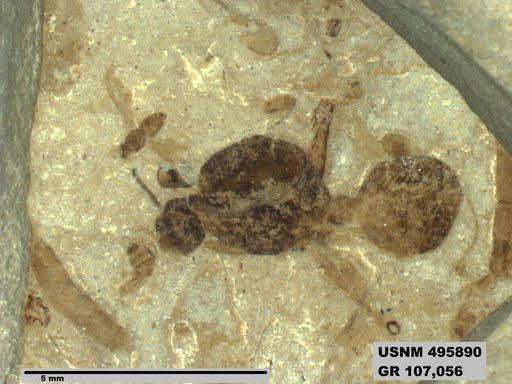 Eoformica pinguis