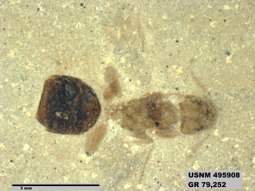 Dolichoderus kohlsi
