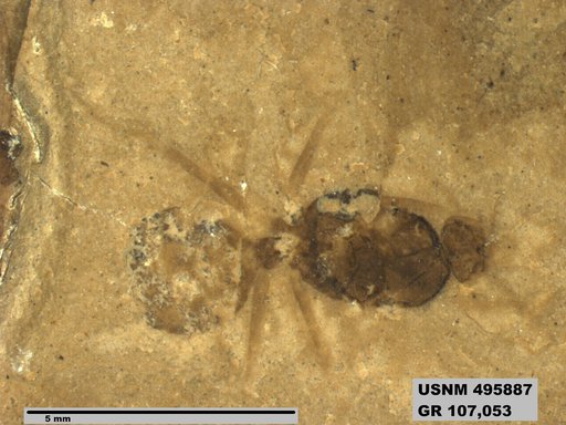 Eoformica pinguis