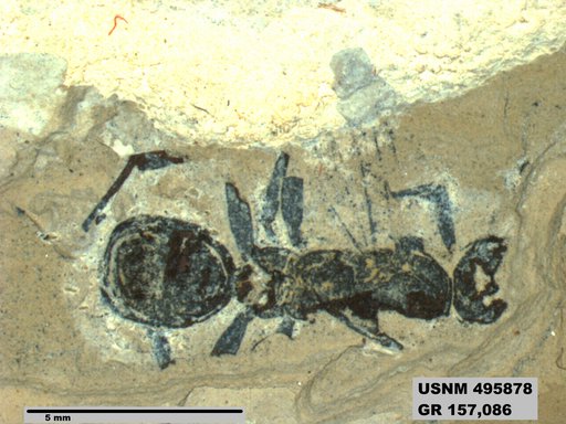Kohlsimyrma longiceps