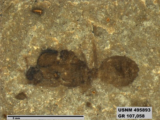 Eoformica pinguis