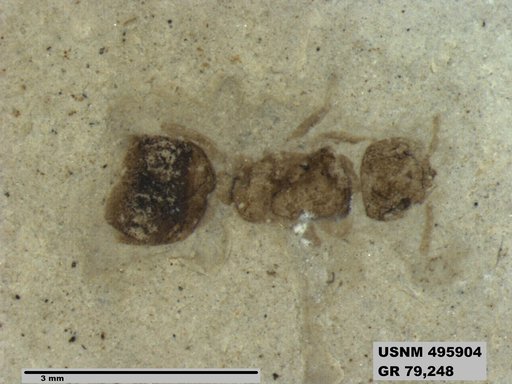 Dolichoderus kohlsi