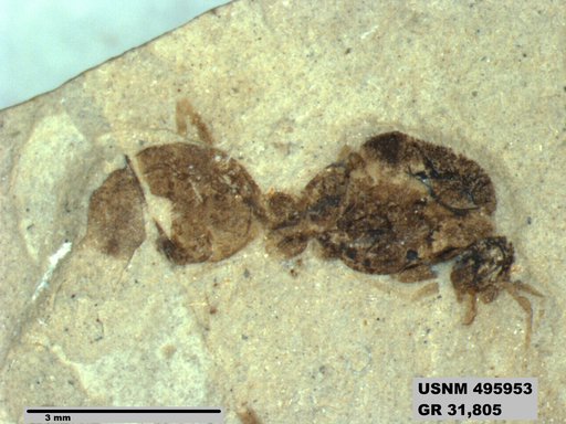 Eoformica pinguis