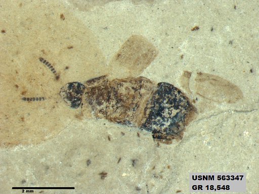 Insecta