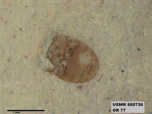 Insecta