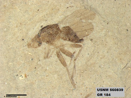 Insecta