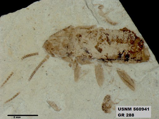 Supella sp