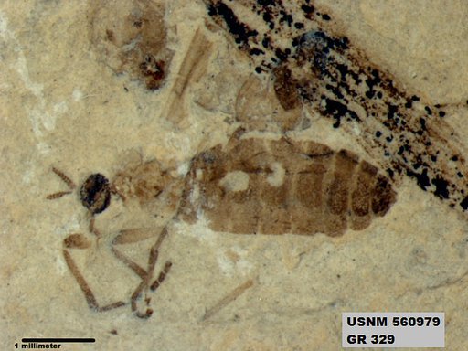 Insecta
