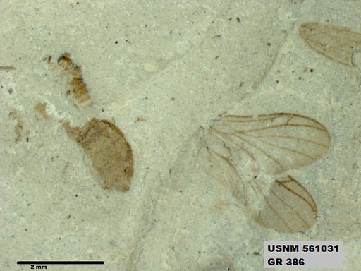 Genus sp