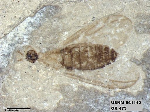 Insecta
