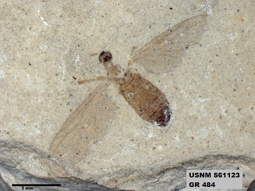 Insecta