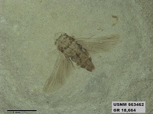 Genus sp
