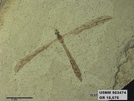 Genus sp