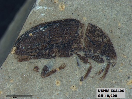 Insecta