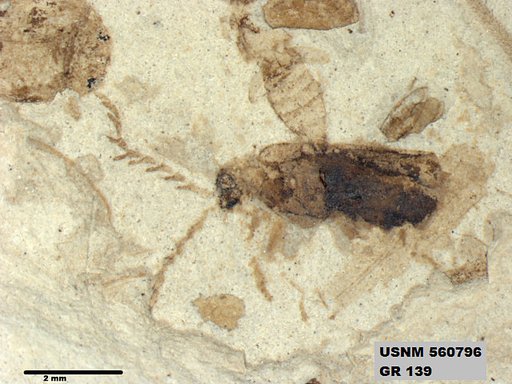Genus sp