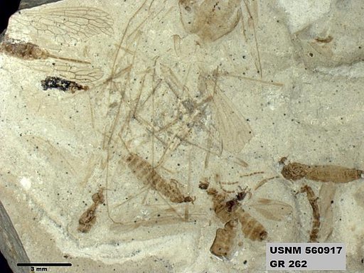 Genus sp