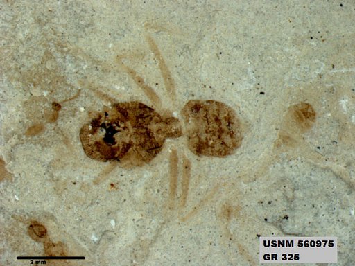 Insecta