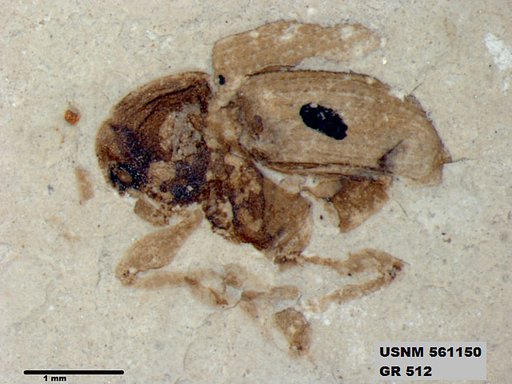 Insecta