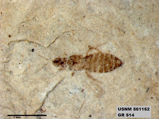 Genus sp