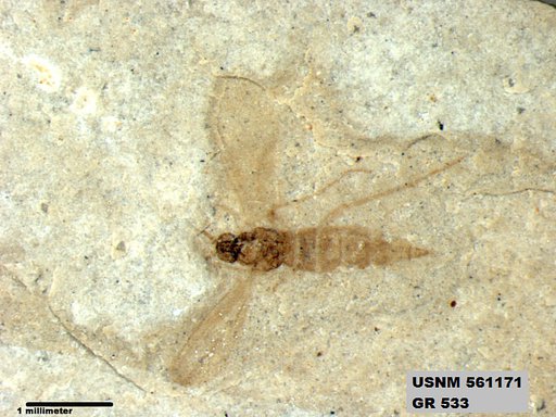 Insecta