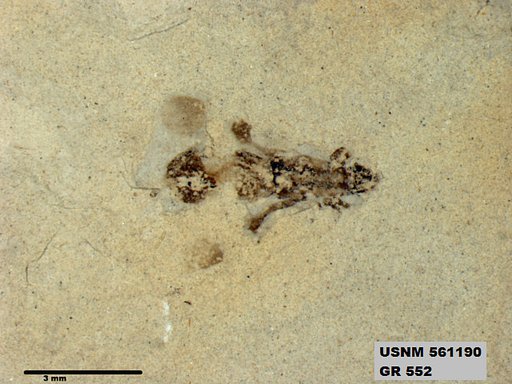 Genus sp