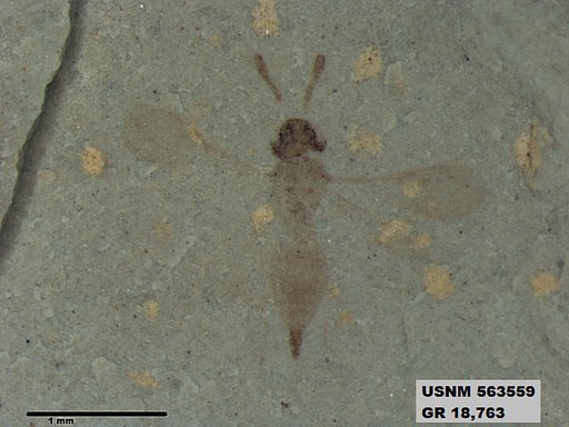 Insecta