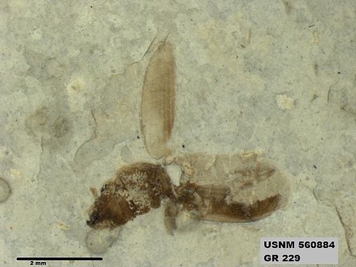 Insecta
