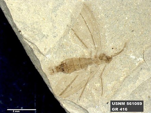 Insecta