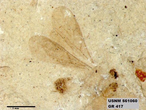 Insecta