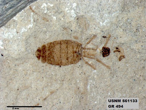 Insecta
