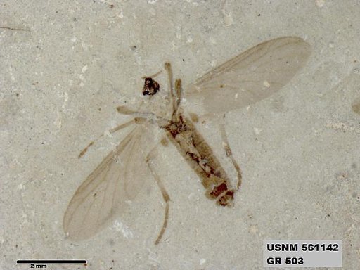 Insecta