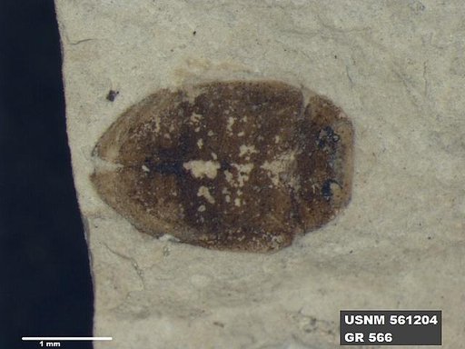 Insecta