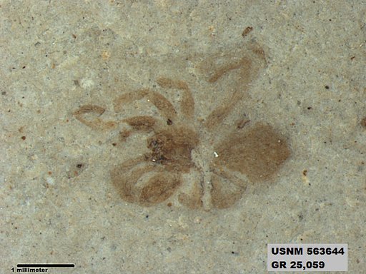Genus sp