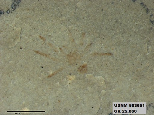 Insecta