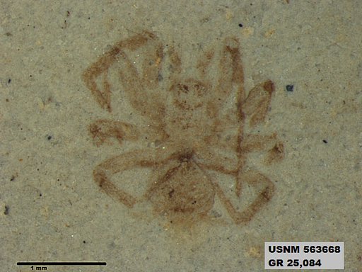 Insecta