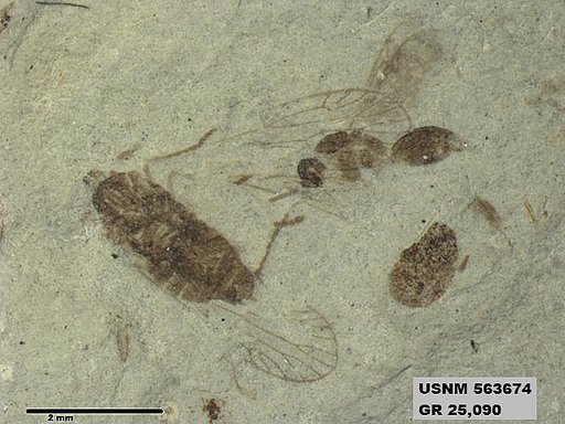 Genus sp