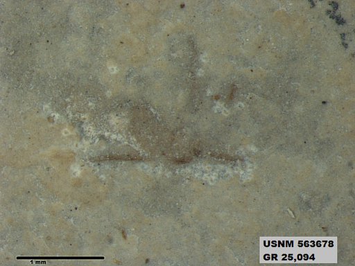 Insecta