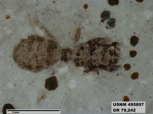 Eoformica pinguis