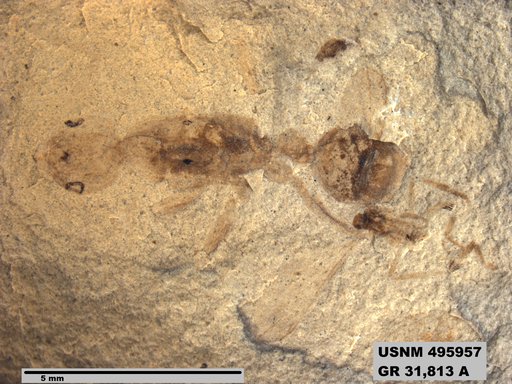 Mianeuretus eocenicus