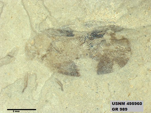 Eoformica pinguis