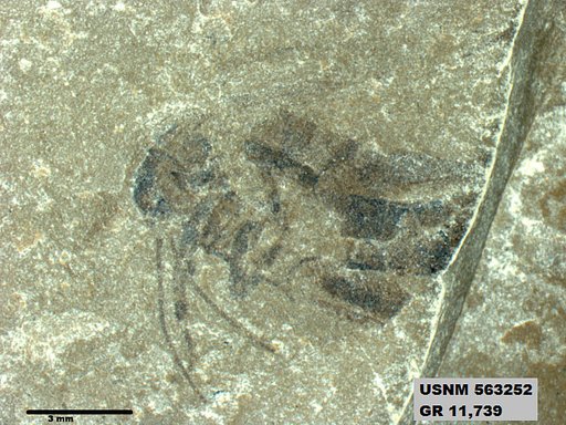 Insecta