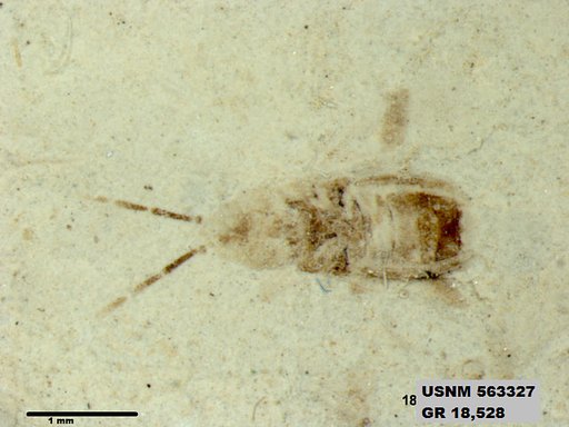 Genus sp
