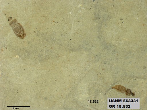 Insecta