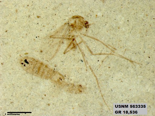 Insecta