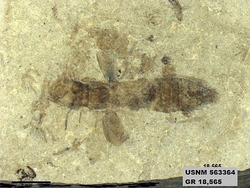 Genus sp