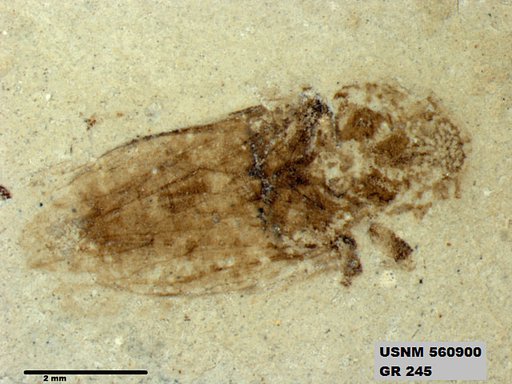 Genus sp